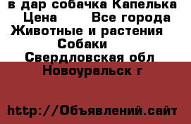 в дар собачка Капелька › Цена ­ 1 - Все города Животные и растения » Собаки   . Свердловская обл.,Новоуральск г.